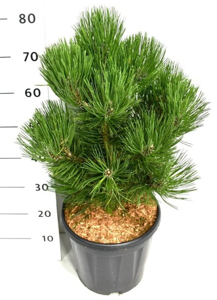 Pinus heldreichii 'Malinki'