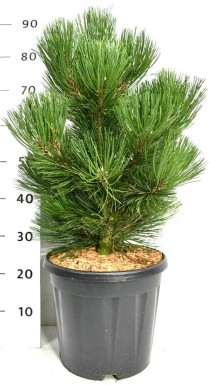 Pinus heldreichii 'Malinki'