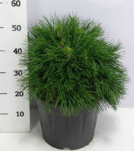 Pinus mugo 'Varella'
