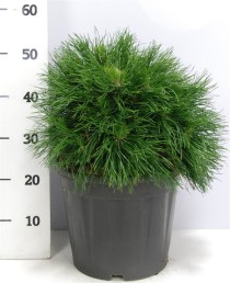 Pinus mugo 'Varella'