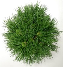Pinus mugo 'Varella'