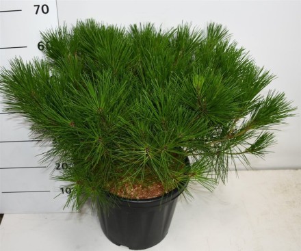 Pinus d. 'Alice Verkade'
