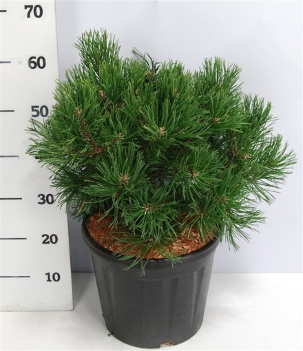 Pinus mugo 'Gnom'