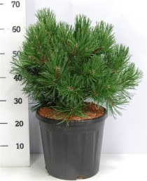 Pinus mugo 'Gnom'