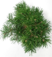 Pinus mugo 'Gnom'
