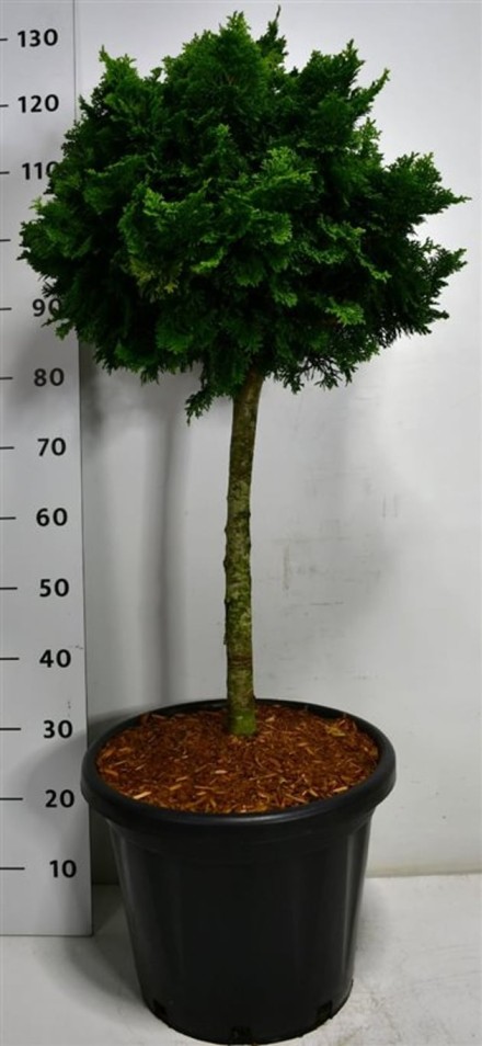 Chamaecyparis o. 'Nana Gracilis'