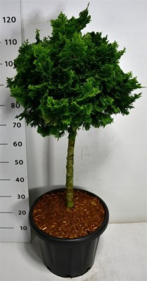 Chamaecyparis o. 'Nana Gracilis'