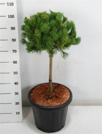 Pinus mugo 'Carsten's Wintergold'