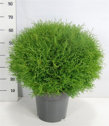 Thuja occ. 'Mr Bowling Ball'