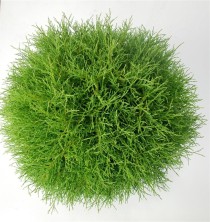 Thuja occ. 'Mr Bowling Ball'
