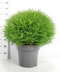 Thuja occ. 'Mr Bowling Ball'
