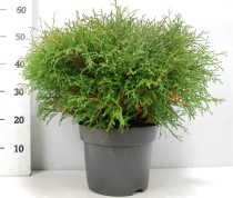 Thuja occ. 'Mr Bowling Ball'