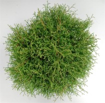 Thuja occ. 'Mr Bowling Ball'