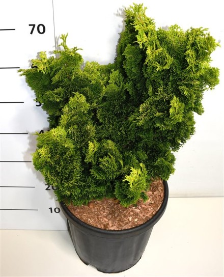 Chamaecyparis o. 'Aurora'