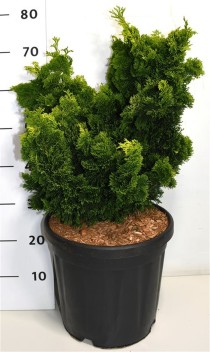 Chamaecyparis o. 'Aurora'