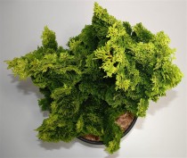 Chamaecyparis o. 'Aurora'