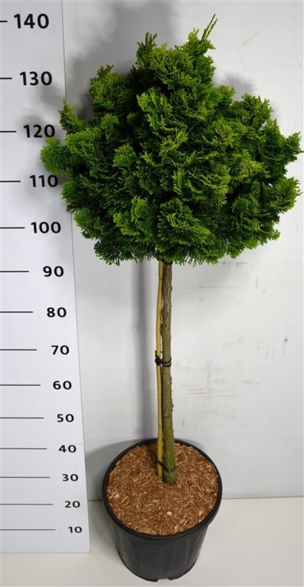 Chamaecyparis o. 'Aurora'