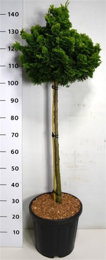 Chamaecyparis o. 'Aurora'