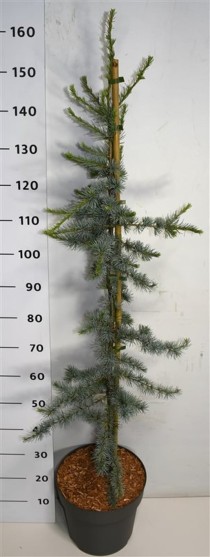 Cedrus l. 'Glauca'