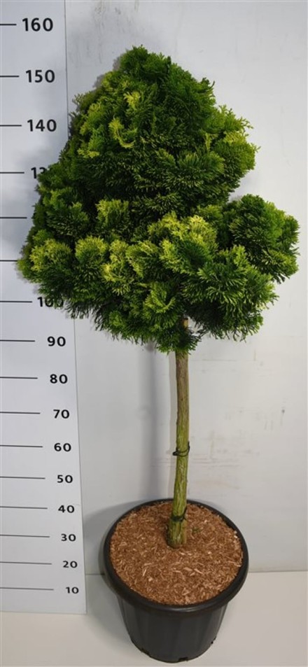 Chamaecyparis o. 'Aurora'