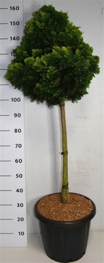 Chamaecyparis o. 'Aurora'