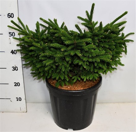 Picea orientalis 'Barnes'