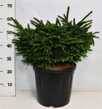 Picea orientalis 'Barnes'