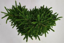 Picea orientalis 'Barnes'
