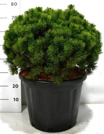 Pinus mugo 'Mops'