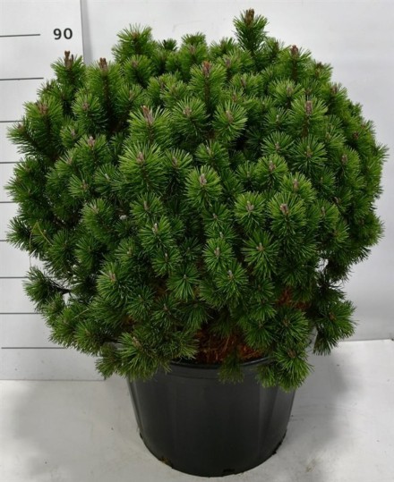 Pinus mugo 'Mops'