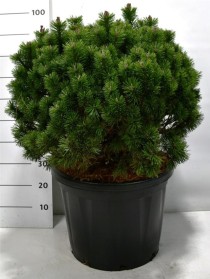 Pinus mugo 'Mops'
