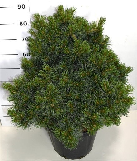 Pinus strobus 'Krüger's Lilliput'
