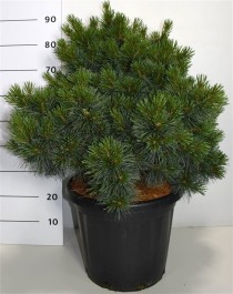 Pinus strobus 'Krüger's Lilliput'