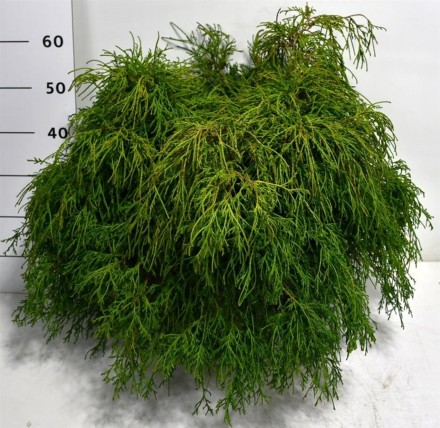 Chamaecyparis p. 'Filifera Nana'