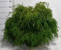 Chamaecyparis p. 'Filifera Nana'