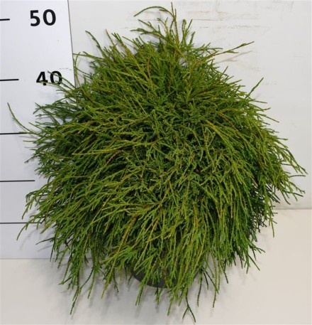 Chamaecyparis p. 'Filifera Nana'