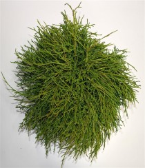 Chamaecyparis p. 'Filifera Nana'