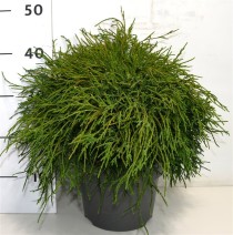 Chamaecyparis p. 'Filifera Nana'