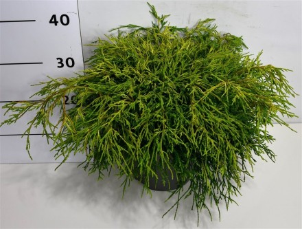 Chamaecyparis p. 'Sungold'