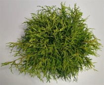Chamaecyparis p. 'Sungold'