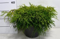Chamaecyparis p. 'Sungold'