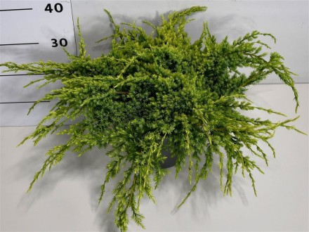Juniperus squamata 'Holger'