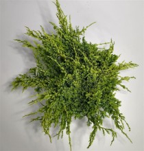 Juniperus squamata 'Holger'