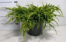 Juniperus squamata 'Holger'