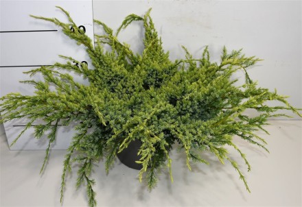 Juniperus squamata 'Holger'