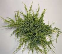 Juniperus squamata 'Holger'