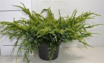 Juniperus squamata 'Holger'