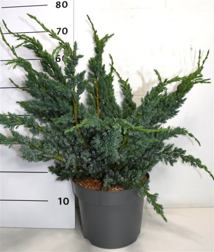 Juniperus squamata 'Meyeri'
