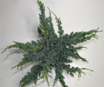 Juniperus squamata 'Meyeri'