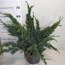 Juniperus squamata 'Meyeri'